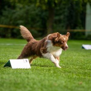 Die Hundeschule im Holzland
