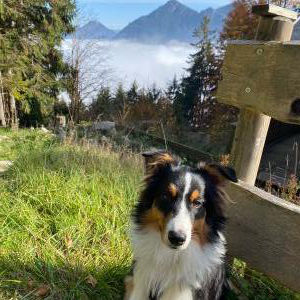 Die Hundeschule im Holzland