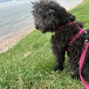 Die Hundeschule im Holzland