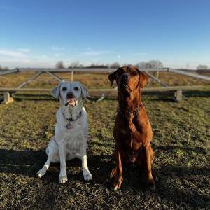 Die Hundeschule im Holzland