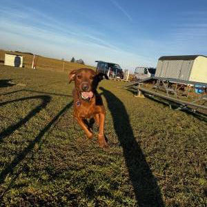 Die Hundeschule im Holzland