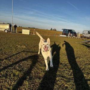 Die Hundeschule im Holzland