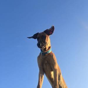 Die Hundeschule im Holzland