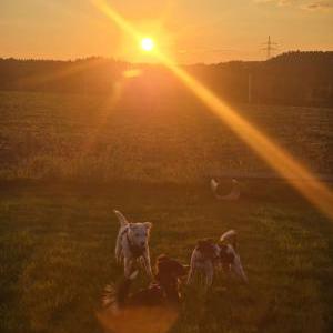 Die Hundeschule im Holzland