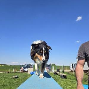 Die Hundeschule im Holzland