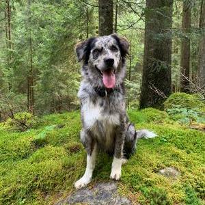 Die Hundeschule im Holzland