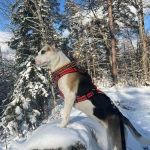 Die Hundeschule im Holzland