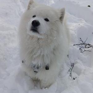 Die Hundeschule im Holzland