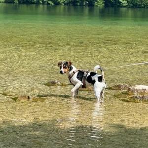 Die Hundeschule im Holzland