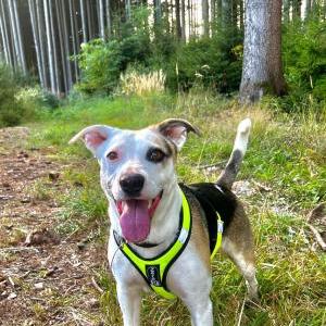 Die Hundeschule im Holzland