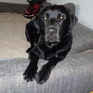 Die Hundeschule im Holzland