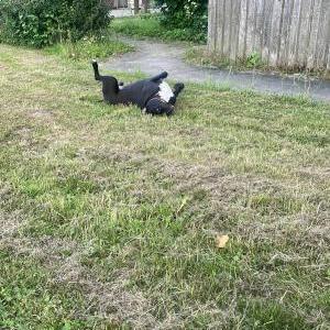 Die Hundeschule im Holzland