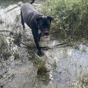 Die Hundeschule im Holzland