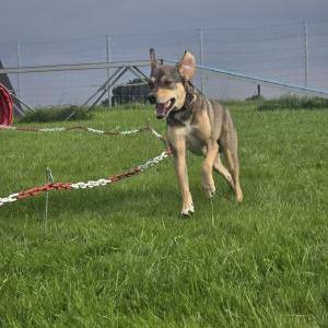 Die Hundeschule im Holzland