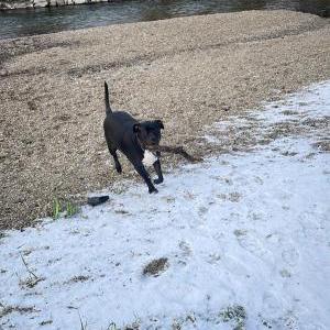 Die Hundeschule im Holzland