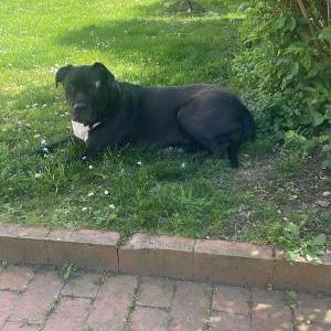 Die Hundeschule im Holzland