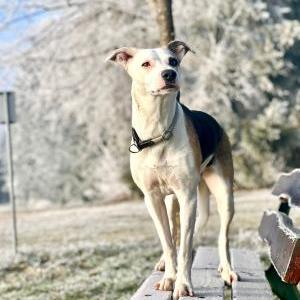 Die Hundeschule im Holzland