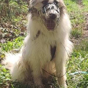 Die Hundeschule im Holzland