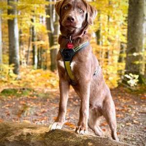 Die Hundeschule im Holzland