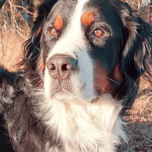 Die Hundeschule im Holzland